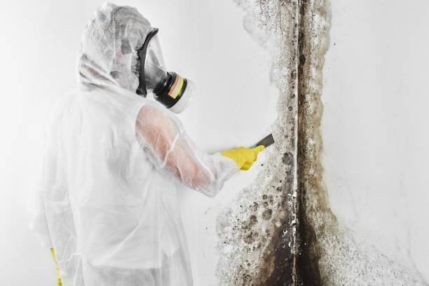 Best Commercial Mold Removal  in Bylas, AZ