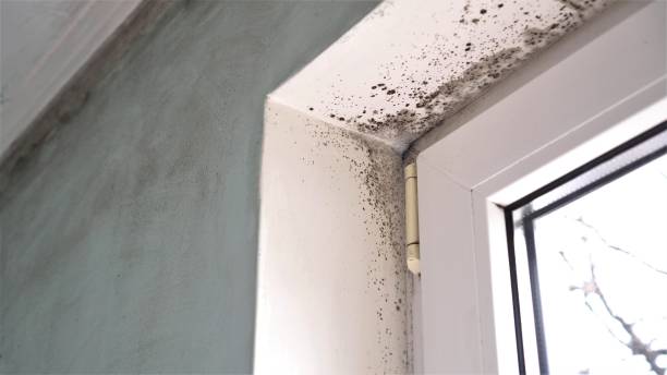 Best Certified Mold Removal  in Bylas, AZ