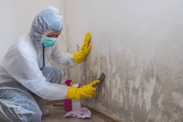 Bylas, AZ Mold Removal Company