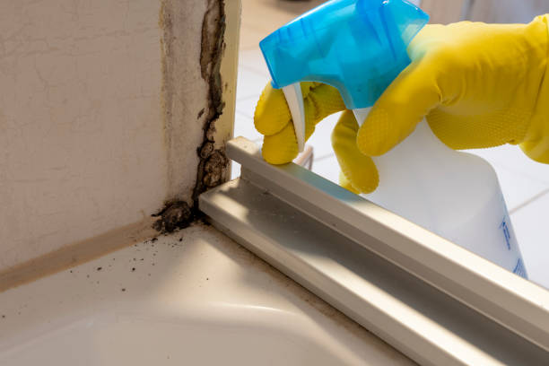 Best Attic Mold Removal  in Bylas, AZ