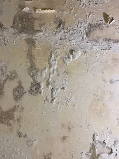 Best Same-Day Mold Removal  in Bylas, AZ