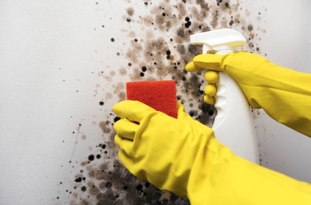 Best Home Mold Removal  in Bylas, AZ